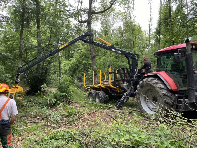 GRUE FORESTIERE 720 – Image 2