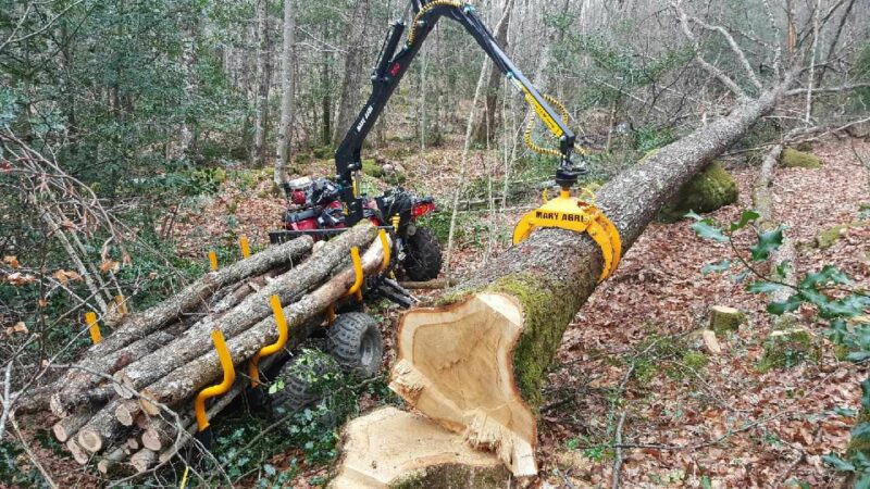 GRUE FORESTIERE 330 – Image 7